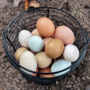 6 Farm Fresh Eggs