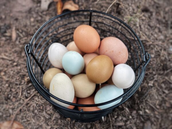 6 Farm Fresh Eggs (non-subscription)