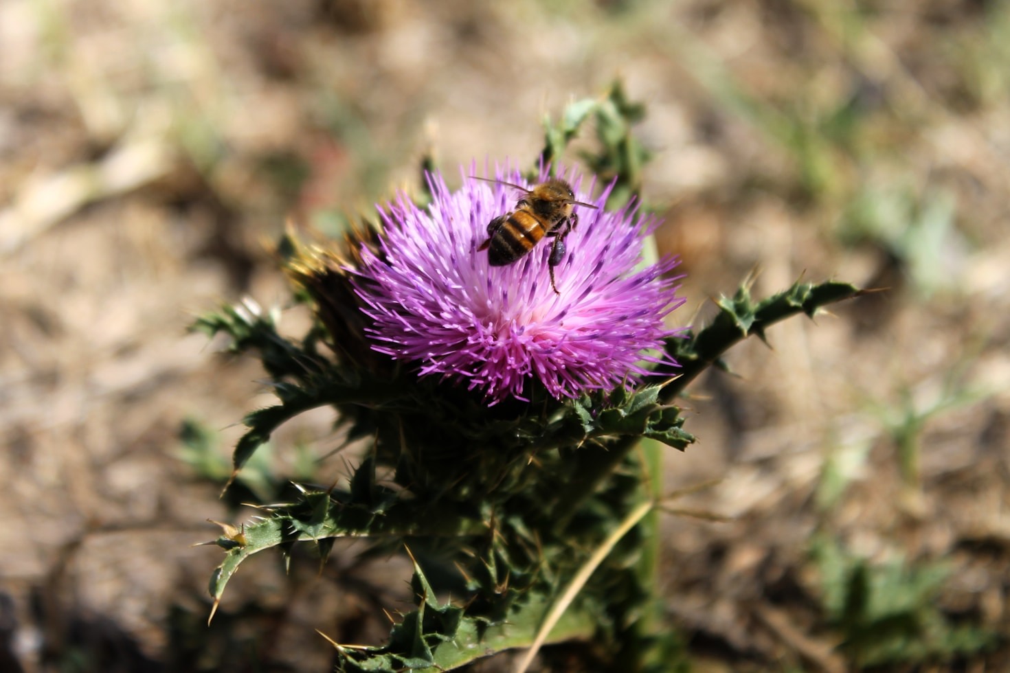 From Flower to Hive: The Science of Pollination